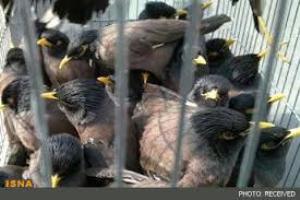 حضور ماموران یگان حفاظت محیط زیست در بازار های خرید