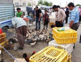 اجرای طرح جمع آوری و ممانعت از عرضه طیور و حیوانات زنده