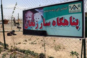 نگهداری از 400 قلاده سگ در پناهگاه سار زنجان