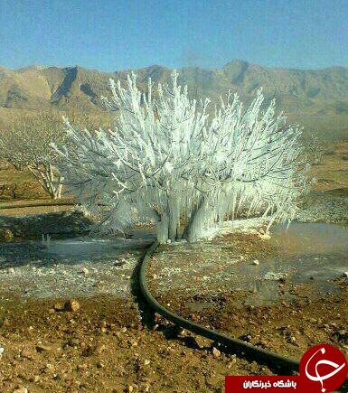 عکس زیبا از هنرمندی سرما در طبیعت