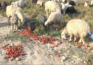 دسترنج گوجه کاران گچسارانی به کام گوسفندان