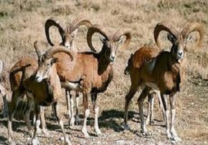 پایان سرشماری حیوانات وحشی در مناطق حفاظت شده خلخال