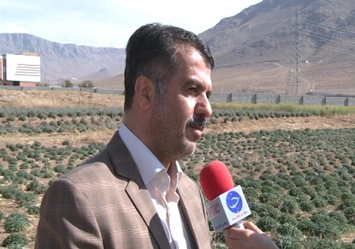تغییر الگوی کشت راهکاری برای جبران خشکسالی