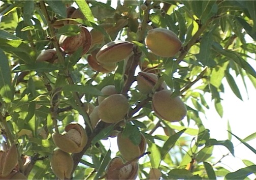 تغییر الگوی کشت راهکاری برای جبران خشکسالی