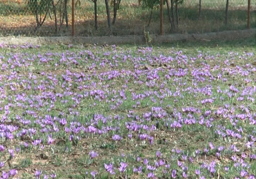 تغییر الگوی کشت راهکاری برای جبران خشکسالی
