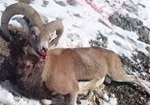 دستگیری عامل شکار قوچ وحشی در منطقه خنار آرادان