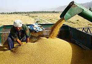 پرداخت مطالبات گندم کاران استان