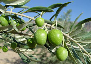 آغاز برداشت زیتون در جنوب فارس