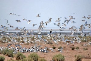 285 پرنده شناسنامه دار در خوزستان