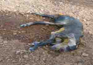 تولد بزغاله ای شبیه به میمون در بوکان