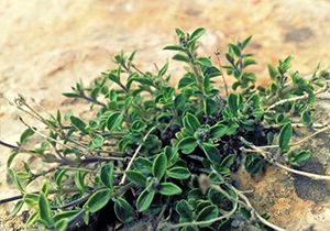 گیاهان دارویی فارس در معرض انقراض