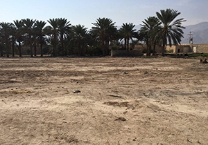 نابودی بیش از 190 اصله نخل در فارس نابودی بیش از 190 اصله نخل در فارس