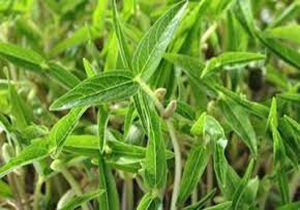 کودهایی برای صرفه جویی در آب/ کاهش جذب عناصر مضر از مزایای استفاده از کودهای پودری است
