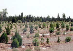 اجرای نهال کاری در بقاع متبرکه