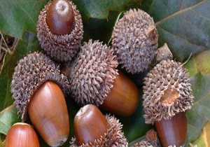 برگزاری جشنواره فرهنگی هنری بلوط