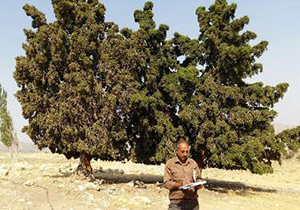 شناسنامه دارشدن درختان جنگلی در فارس