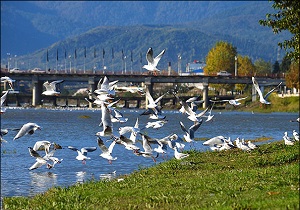 مهاجرت بیش از 20 هزار پرنده به مناطق شمالی استان اردبیل