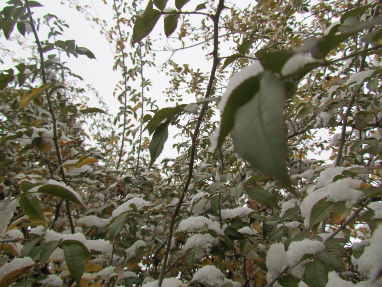 کدام مناطق کرمان برفی است؟