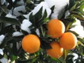 پیش بینی خسارت بالای سرما در باغات کردکوی