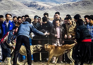حیوان آزاری جرم می&zwnj;شود