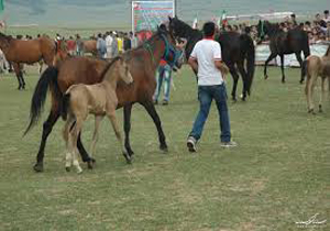 حضور 4 اسب خراسان شمالی در کورس پاییزه اسب دوانی گنبد