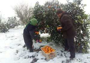 هشدار جهاد کشاورزی مازندران به باغداران