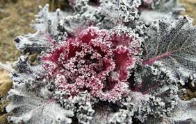 سرمای بی سابقه در همدان