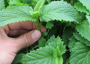 راز طبیعی طب سنتی برای داشتن پوستی شفاف چون آینه