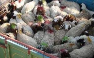 کشف 131 راس دام قاچاق در يزد