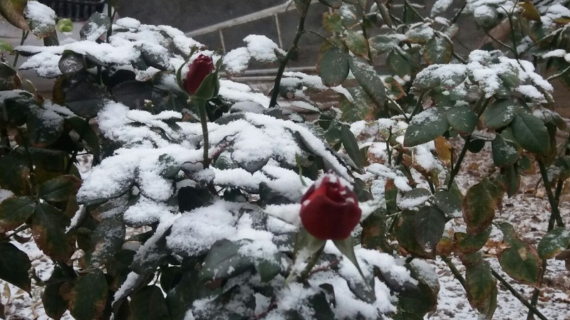 برف زمستانی پاییزکرمان را روسفید کرد