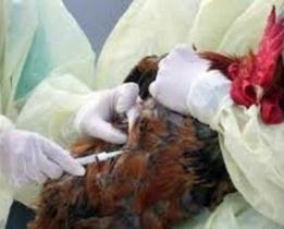 اجرای طرح واکسیناسیون علیه بیماری نیوکاسل در شادگان