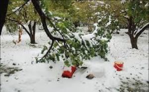 ۱۹۸ میلیارد تومان خسارت برف به کشاورزی گلستان