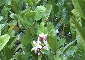شکوفه دادن درختان در پائیز