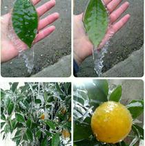 خسارت سرما به 20 هزار تن مرکبات گلستان