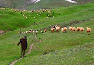 خسارت 650میلیارد ریالی سرما به اراضی دیم در شهرستان الیگودرز