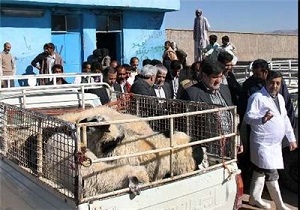 برقراری قرنطینه دامپزشکی در آوج
