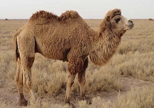 تولید ژن شتر دوکوهانه برای درمان دیابت در اردبیل