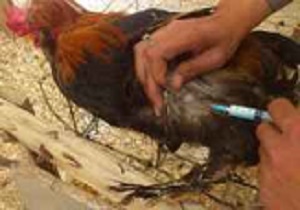 اجرای طرح واکسیناسیون طیور روستایی در30 روستای هرسین