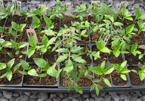 کاشت نشاء گوجه فرنگی در سیریک