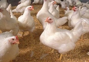 نبود علایم آنفولانزای فوق حاد پرندگان در چهارمحال و بختیاری