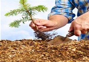 کاشت 15هزار اصل نهال و ایجاد منظره چشم نواز