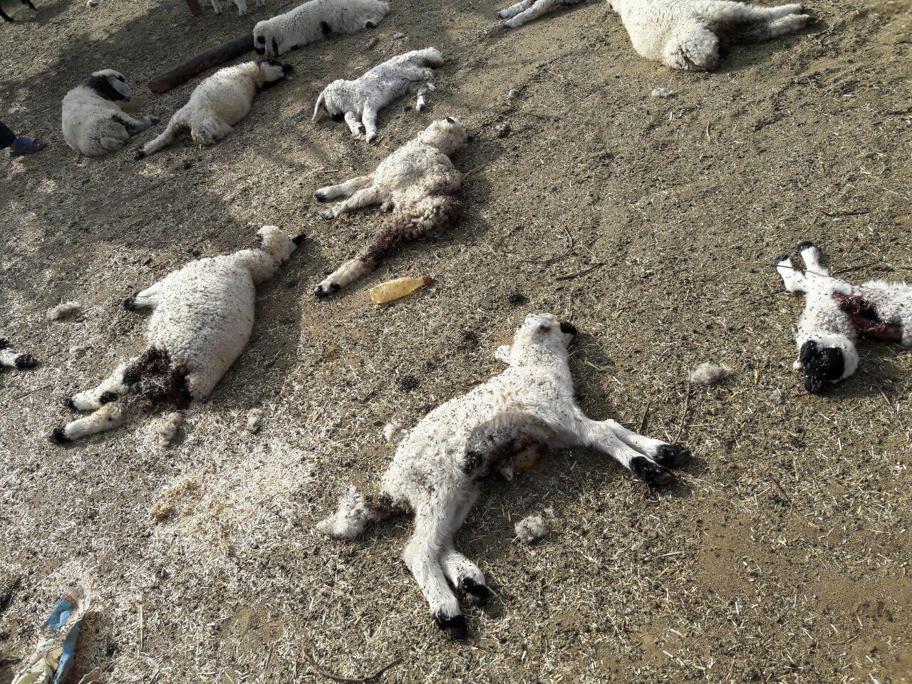 حمله ی حیوانی ناشناخته به دام های قلعه گنج