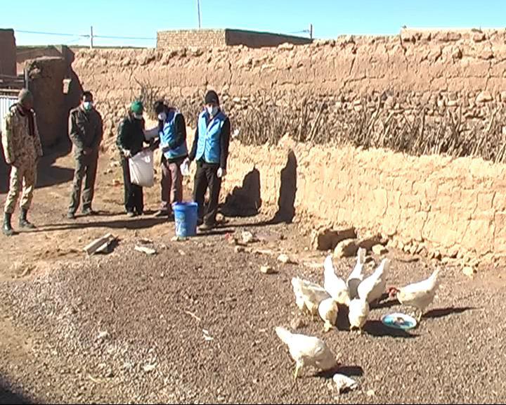 آغاز طرح واكسیناسیون طیور در شهرستان فیروزه+تصاویر