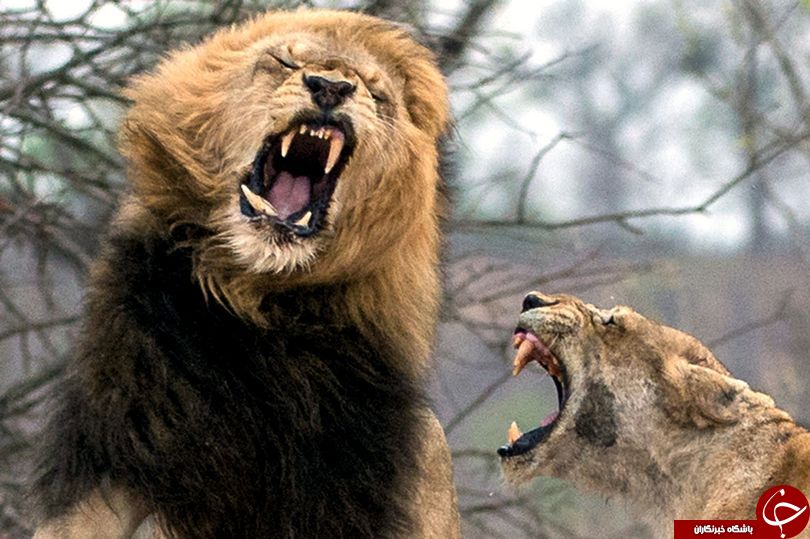 تصویر لحظه حیرت انگیزی که مطمئنن تا کنون شبیه به آن را ندیده اید + تصاویر