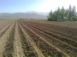 کشت گندم به روش خاک ورزی