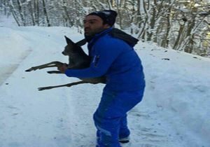 نجات شوکای گرفتار برف در کلاردشت