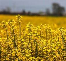 پرداخت بیمه خسارات کلزاکاران گلستانی