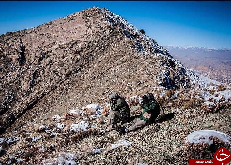سرشماری حیات وحش منطقه شکار ممنوع کوه سفید دماوند+تصاویر