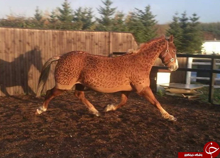 هنرنمایی روی بدن اسب! + تصاویر
