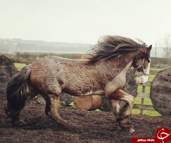 هنرنمایی روی بدن اسب! + تصاویر